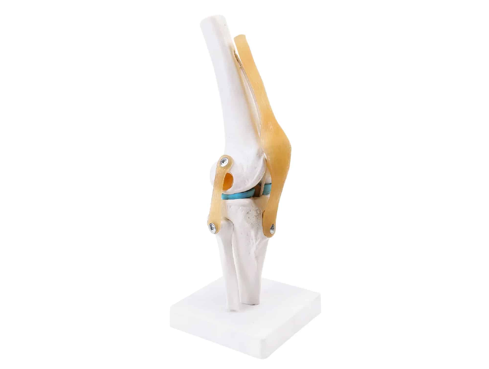 Squelette humain sur support roulant 180 cm
