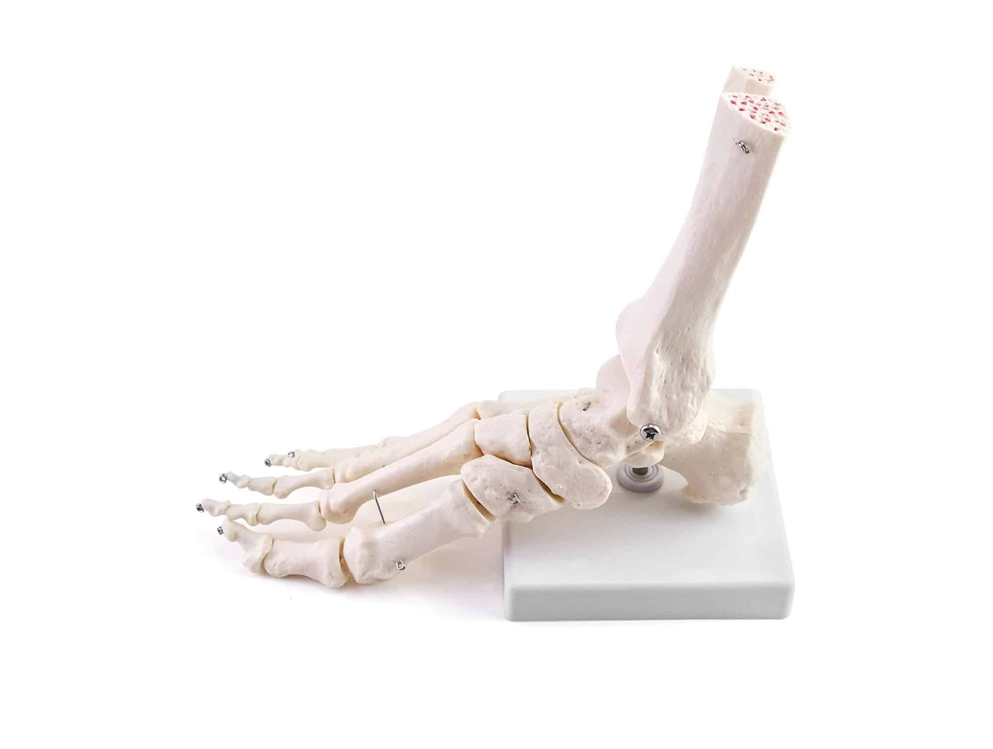 Articulation du pied 3 pièces