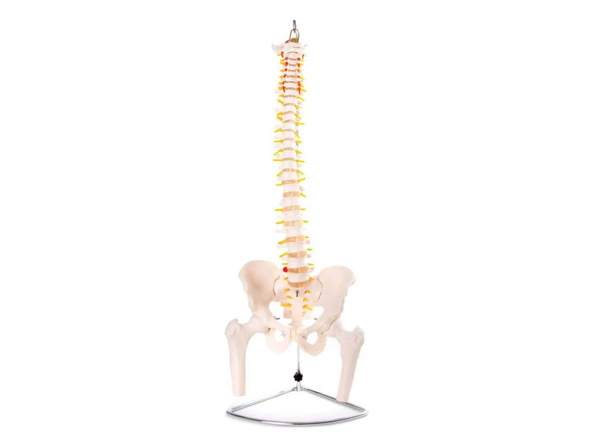 Squelette humain sur support roulant 180 cm