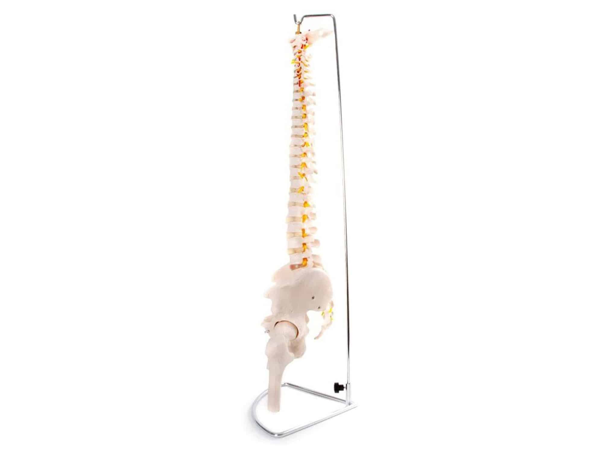 Colonne vertébrale Flexible avec bassin