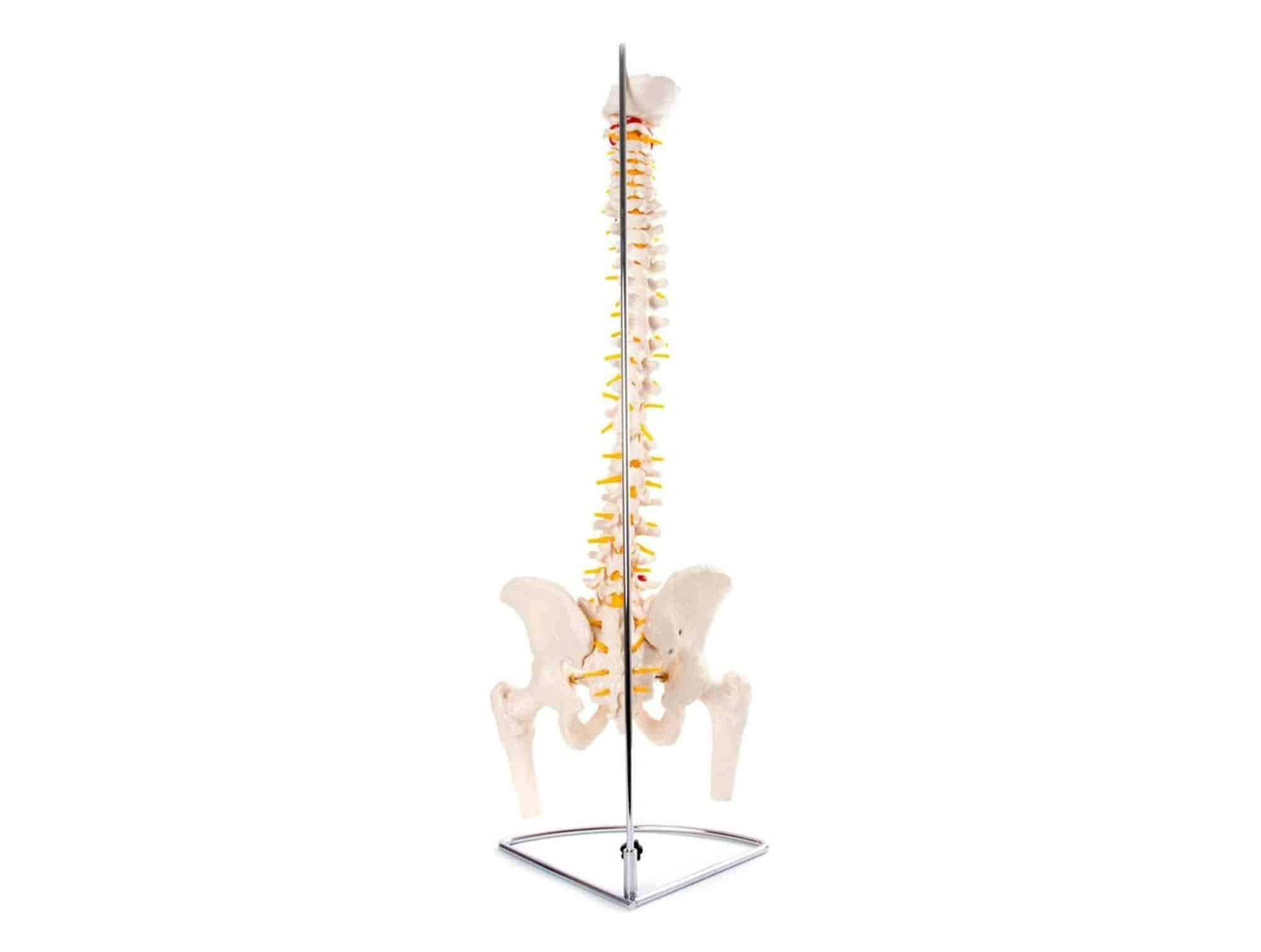 Colonne vertébrale Flexible avec bassin