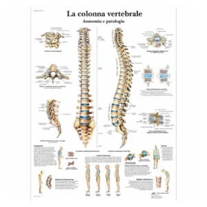 Planche Anatomique Colonne Vertébrale