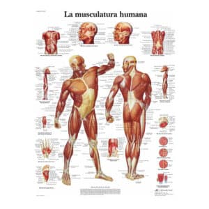 La musculature Humaine