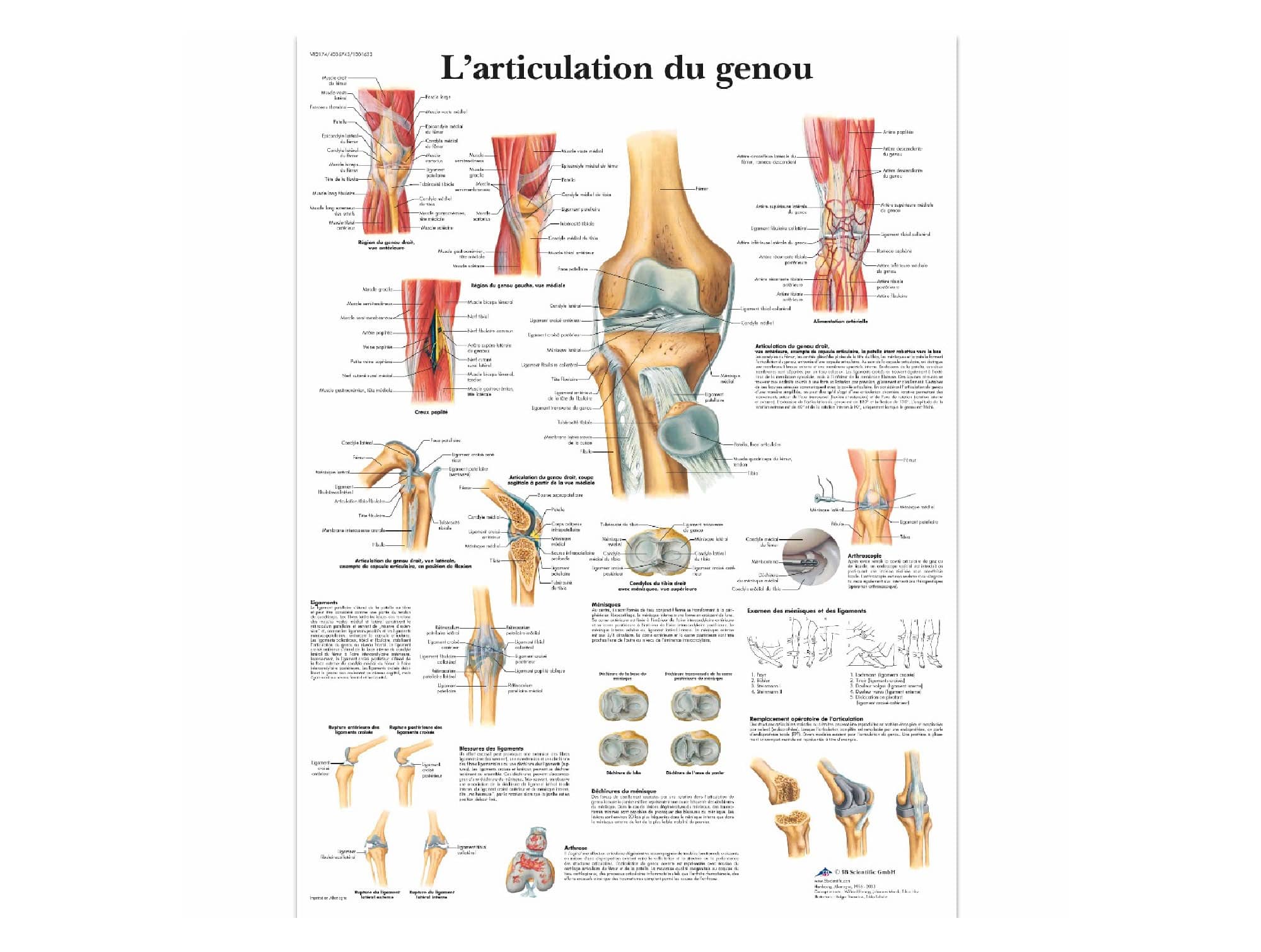 Bassin et hanche -Anatomie et pathologie