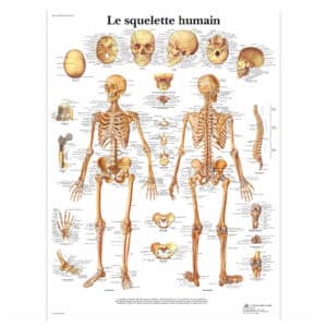 Planche Anatomique Squelette Humain