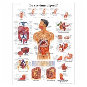 Le système digestif