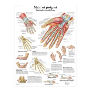 Main et poignet - Anatomie et pathologie