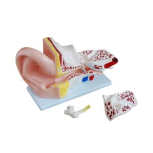 Oreille Agrandi 5 fois 4 pièces