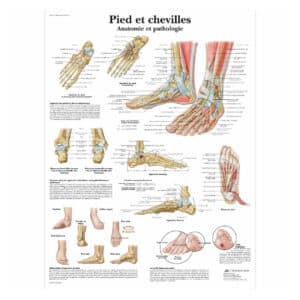 Pieds et chevilles - Anatomie et pathologie