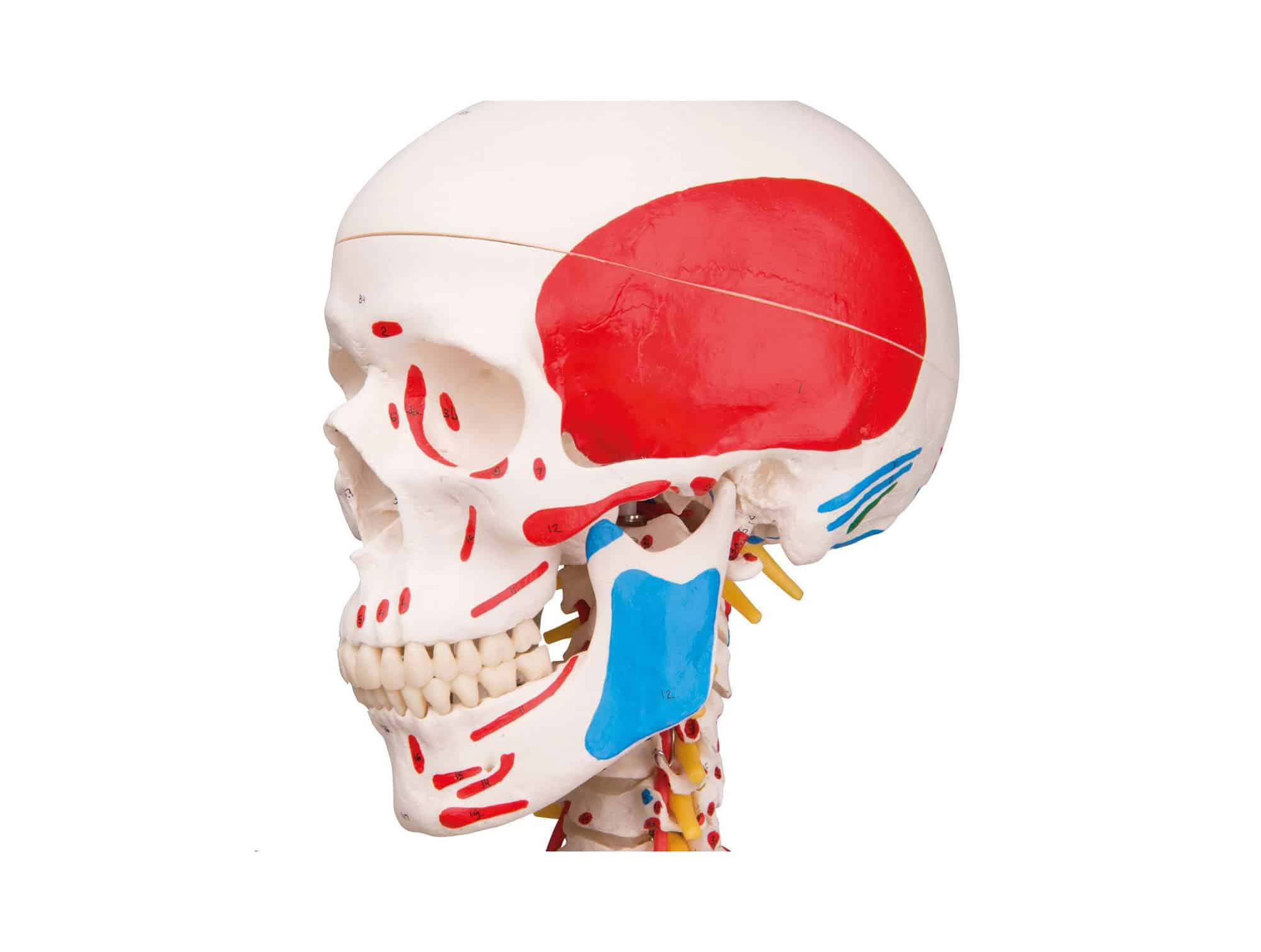 Squelette humain avec muscles et ligaments 180 cm