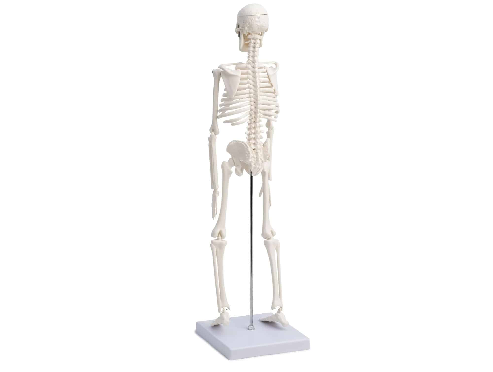Squelette humain sur support roulant 180 cm