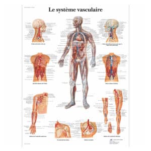 Le système vasculaire