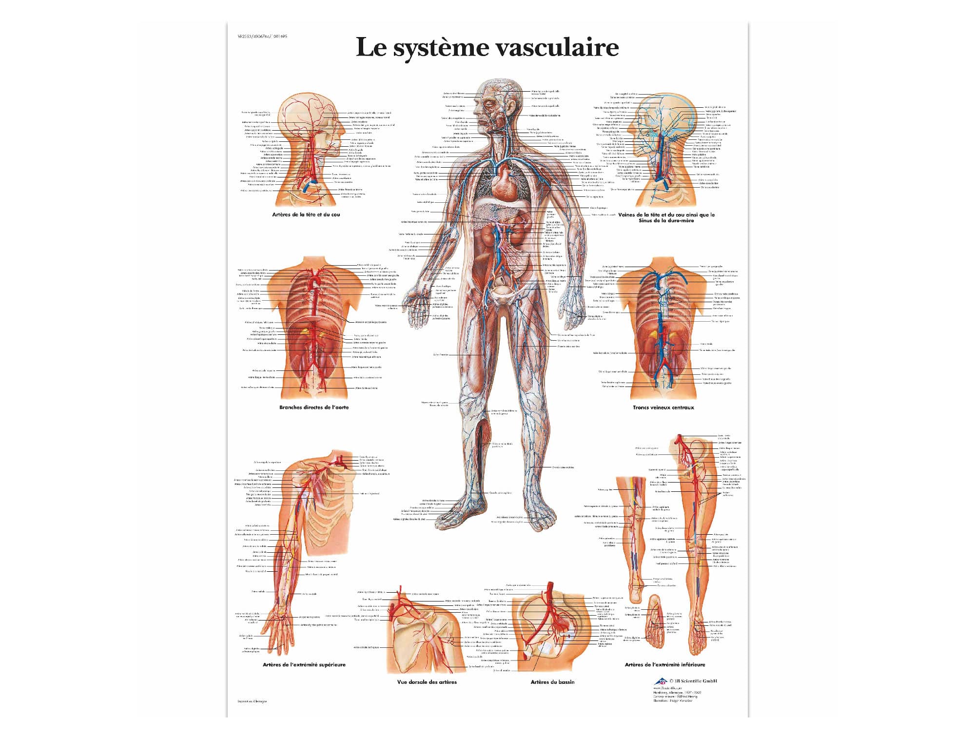 Modèle désarticulé de colonne vertébrale grandeur nature