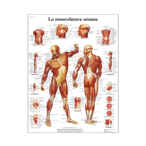 planche anatomique