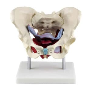 Muscles et organes pelviens féminins 1